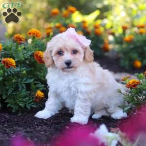 Nicole, Havapoo Puppy